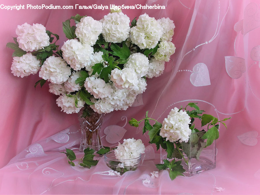 Blossom, Flower, Peony, Plant, Potted Plant, Flower Arrangement, Flower Bouquet