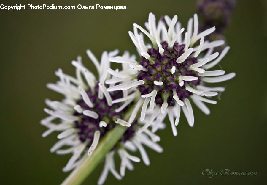 Blossom, Flora, Flower, Plant, Asteraceae, Daisies, Daisy