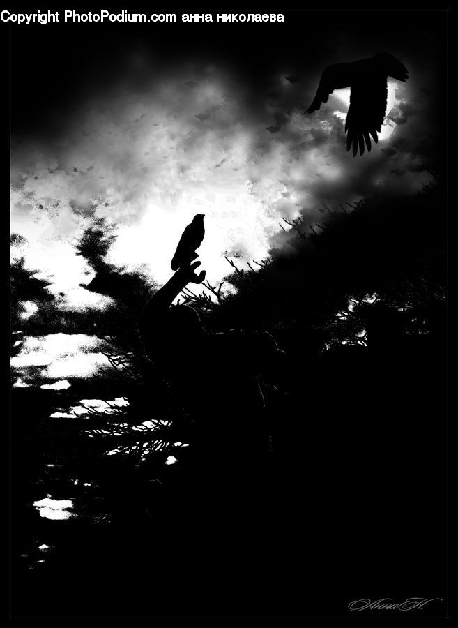 Silhouette, Bird, Eagle, Plant, Tree, Arecaceae, Palm Tree