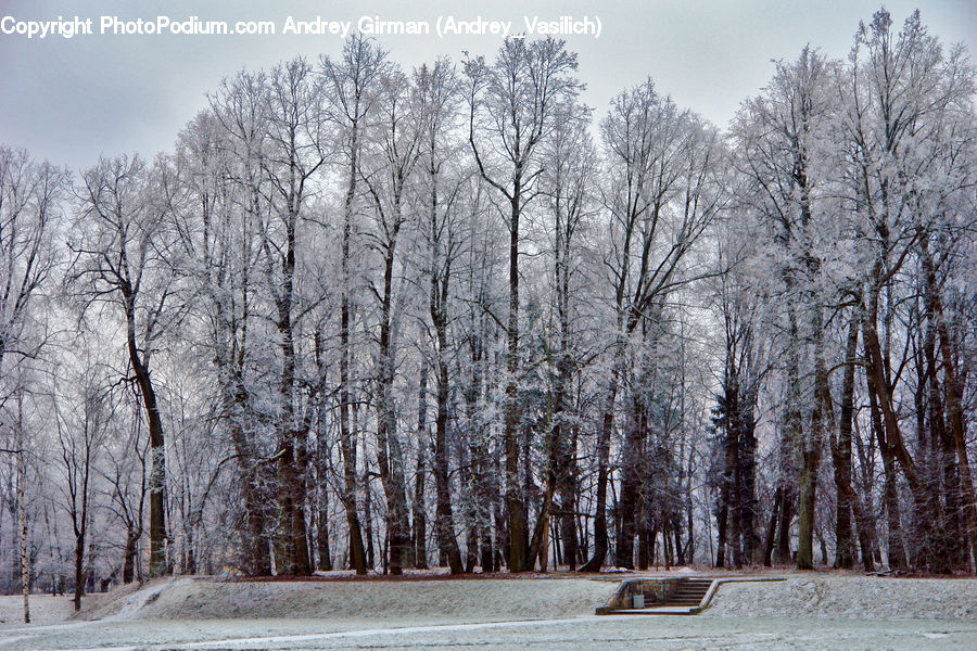 Birch, Tree, Wood, Forest, Vegetation, Landscape, Nature