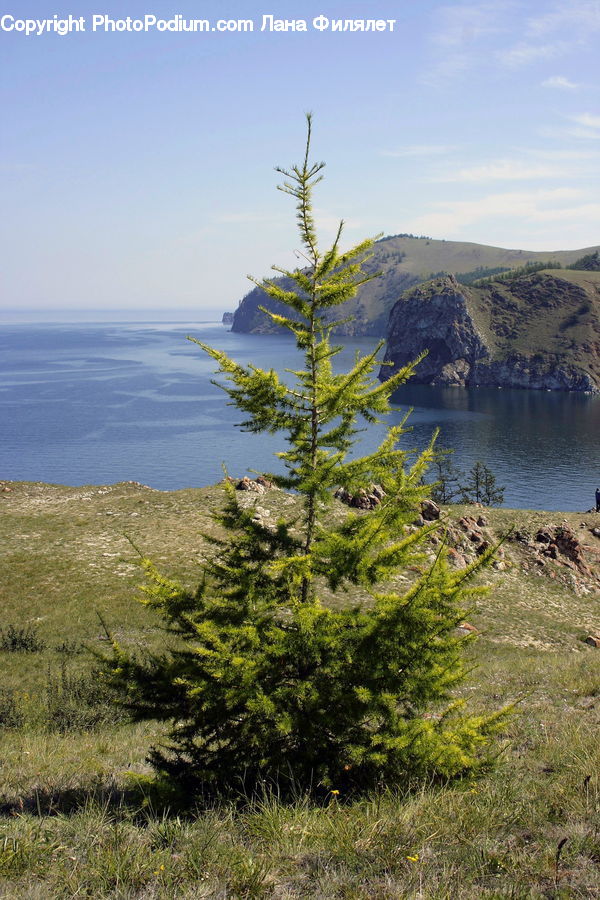 Conifer, Fir, Plant, Tree, Larch, Wood, Mountain