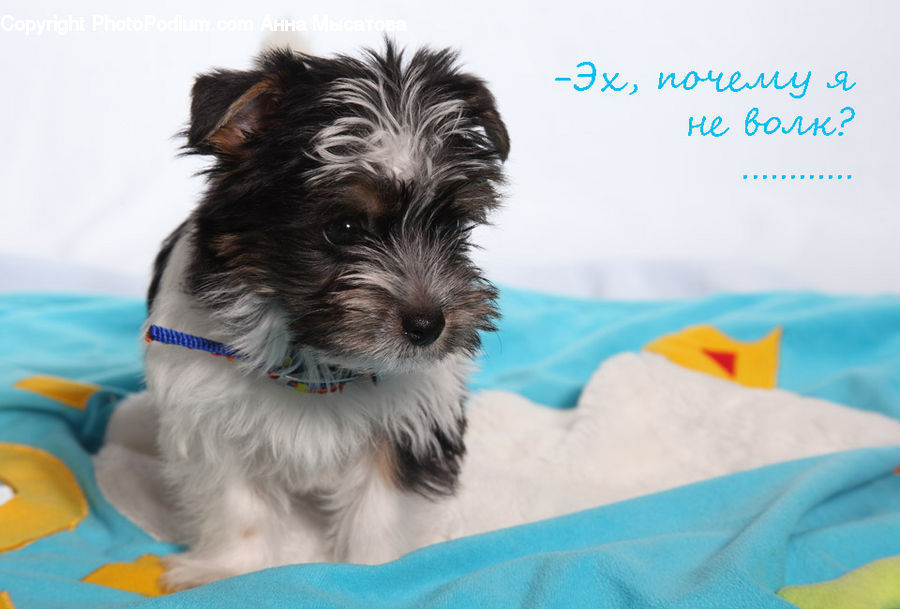 Animal, Canine, Dog, Mammal, Pet, Terrier, Affenpinscher