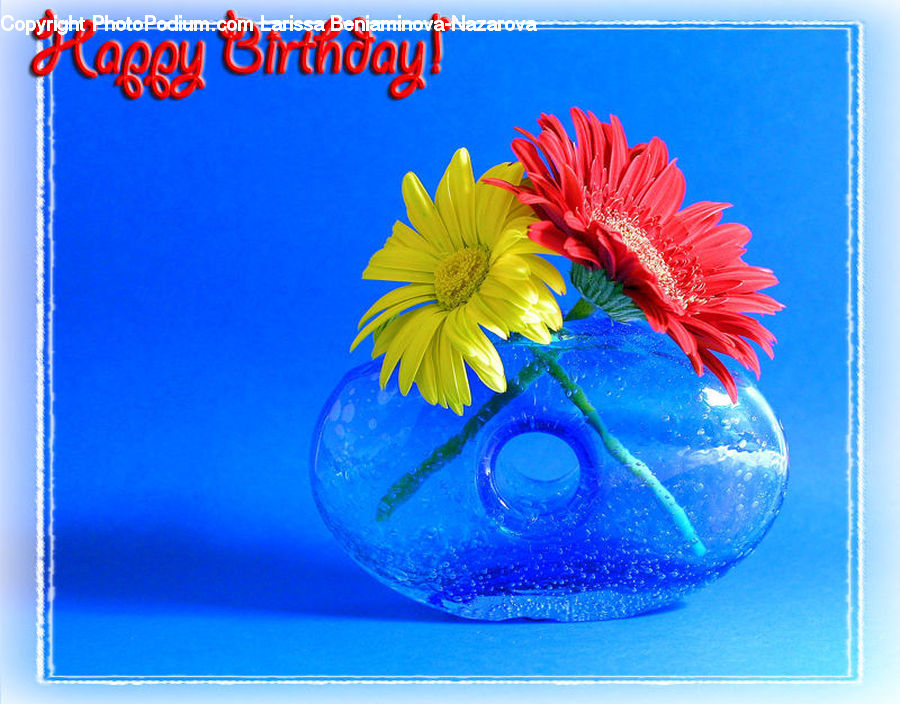 Brochure, Flyer, Poster, Daisies, Daisy, Flower, Plant