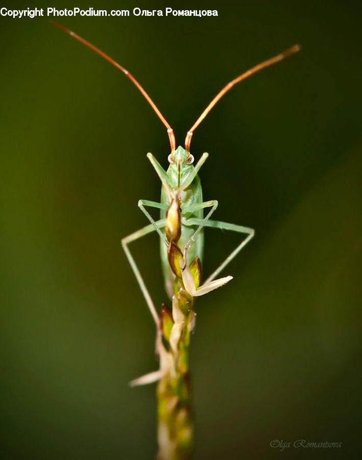 Insect, Invertebrate, Mantis, Cricket Insect, Grasshopper, Plant, Blossom