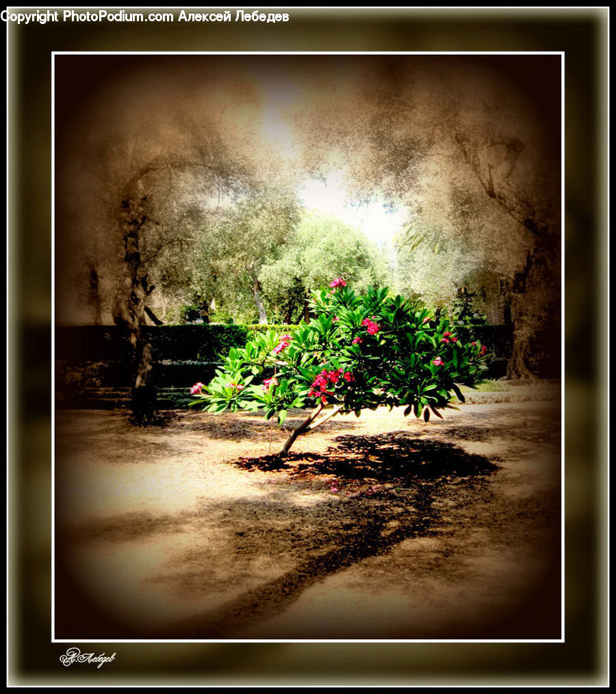 Collage, Poster, Plant, Potted Plant, Backyard, Yard, Bush