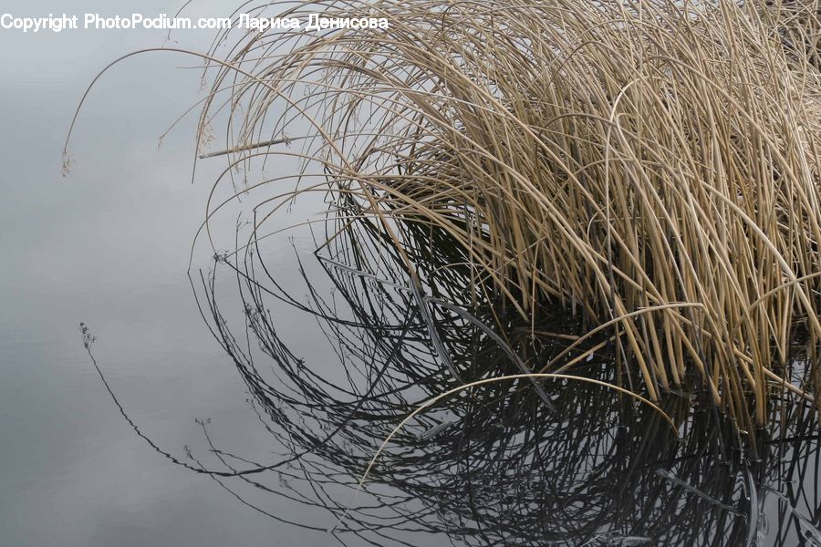 Grass, Plant, Reed, Field, Grassland, Blossom, Flora