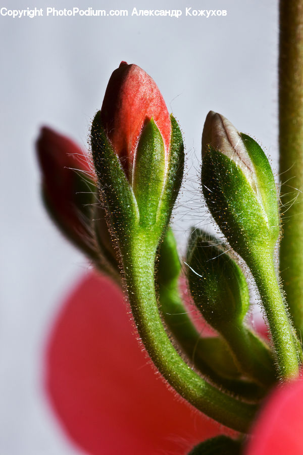 Bud, Plant, Blossom, Flora, Flower, Geranium