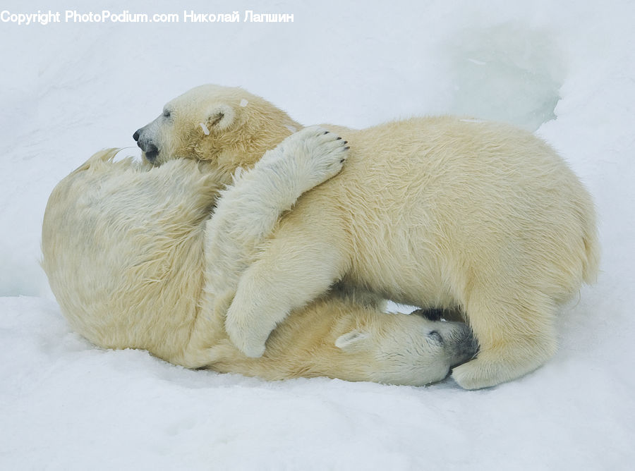 Animal, Bear, Mammal, Polar Bear