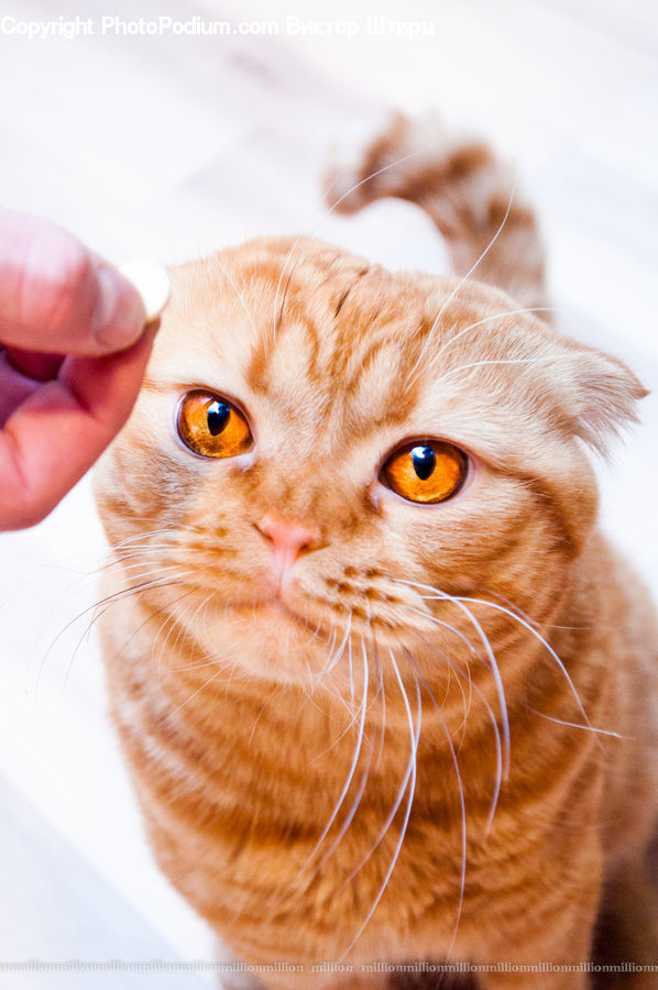 Animal, Cat, Mammal, Pet, Manx, Kitten, Head