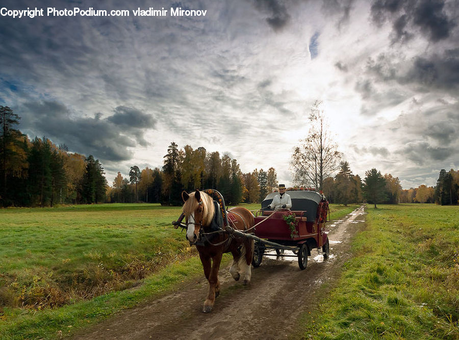 Animal, Horse, Mammal, Buggy, Carriage, Horse Cart, Wagon
