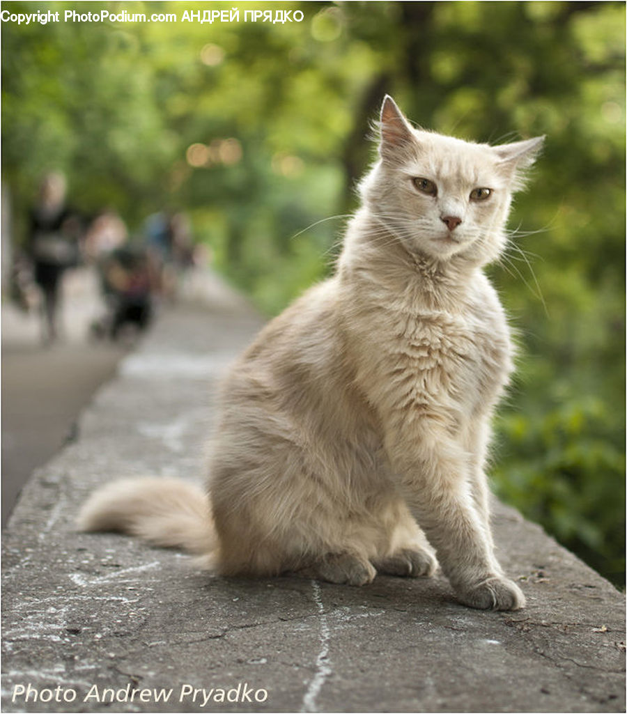 Animal, Pet, Cat, Kitten, Mammal, Siamese, Manx