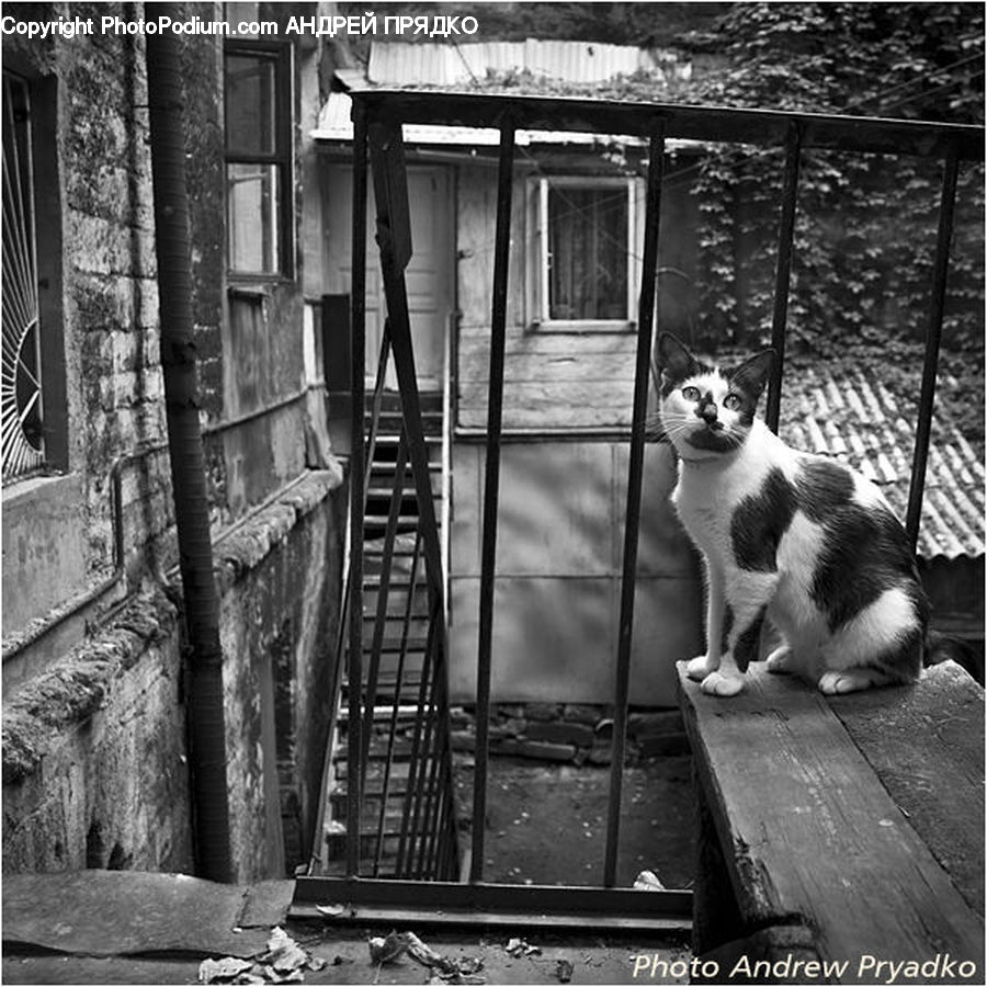 Animal, Canine, Collie, Dog, Mammal, Pet, Alley