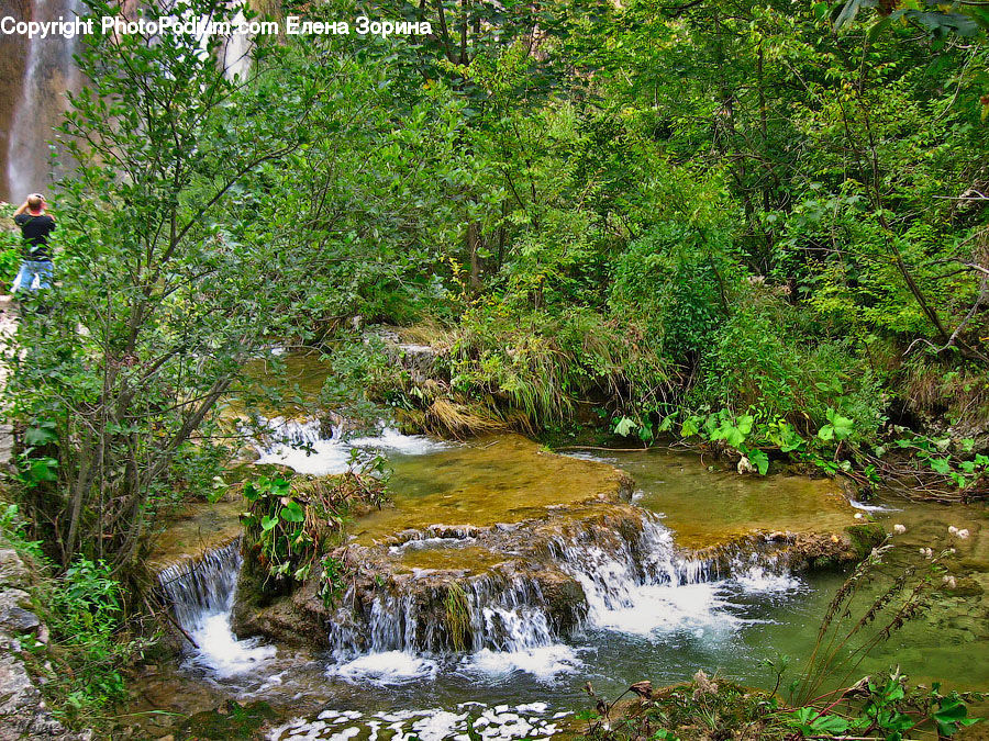 Creek, Outdoors, River, Water, Forest, Jungle, Rainforest