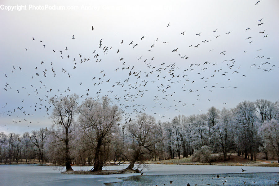 Flock