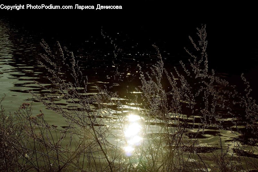 Land, Marsh, Pond, Swamp, Water, Field, Grass