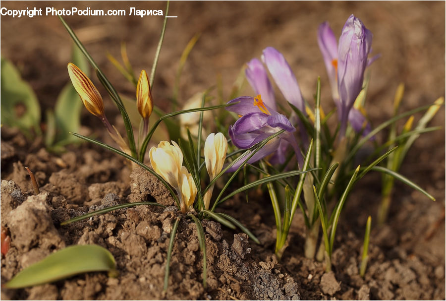 Blossom, Crocus, Flora, Flower, Plant, Soil, Amaryllidaceae