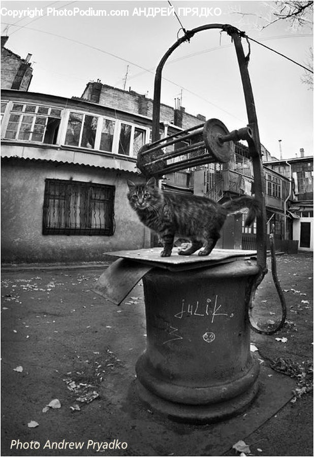 Animal, Cat, Mammal, Pet, Egyptian Cat, Kitten