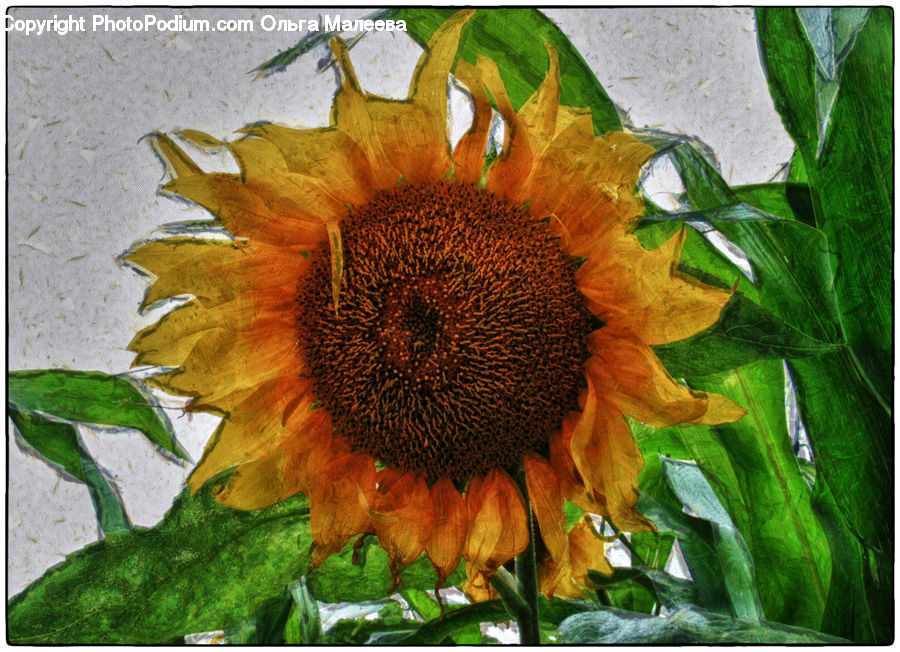 Blossom, Flora, Flower, Plant, Sunflower, Spice, Art