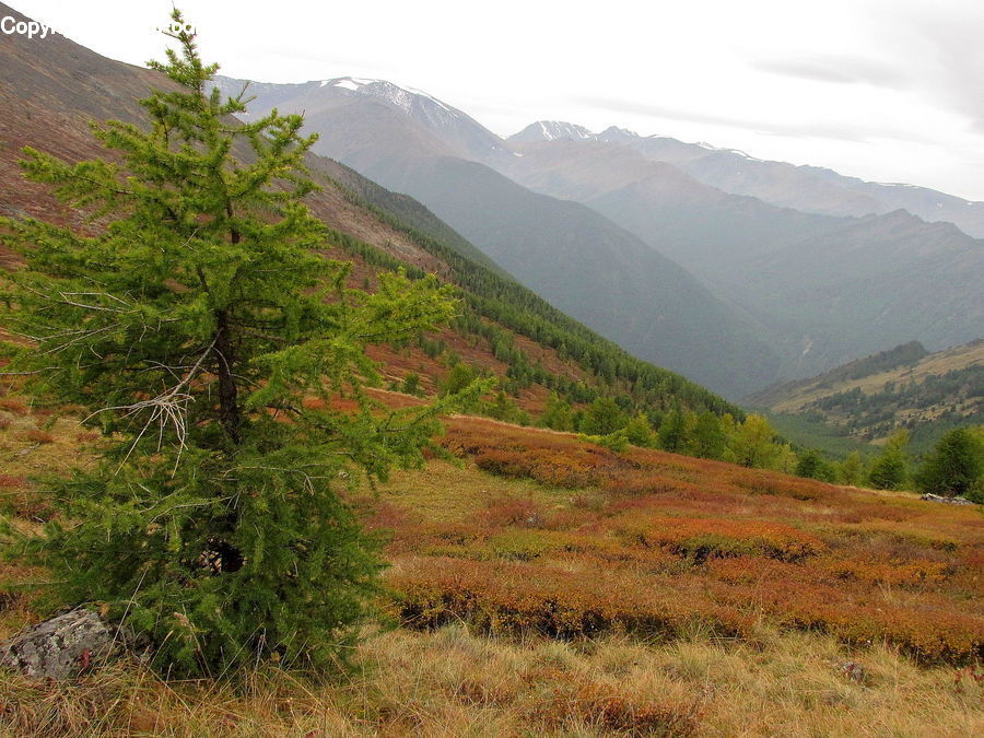 Conifer, Fir, Plant, Tree, Outdoors, Wilderness, Grassland