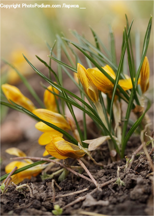 Blossom, Crocus, Flora, Flower, Plant, Soil, Treasure Flower