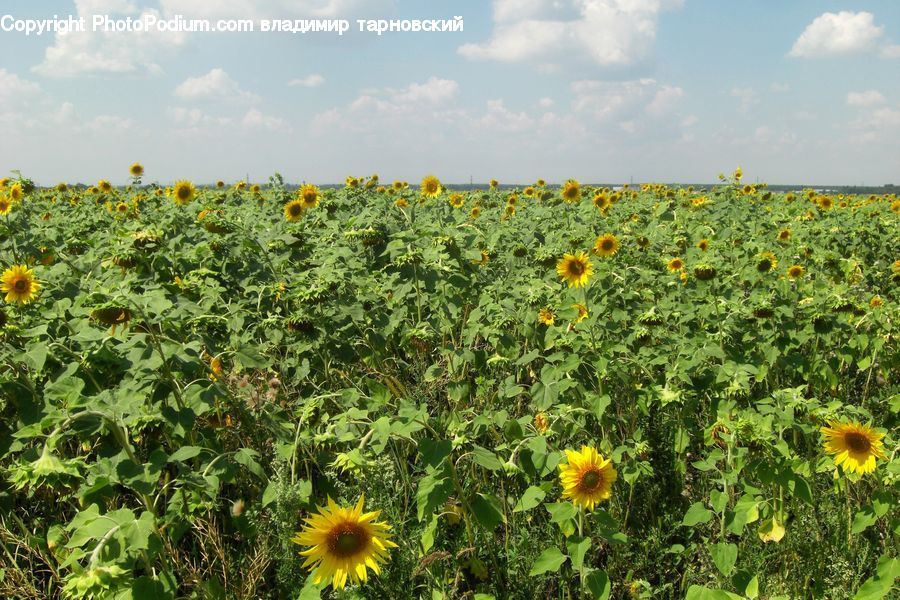 Blossom, Flora, Flower, Plant, Sunflower, Vine, Vegetation