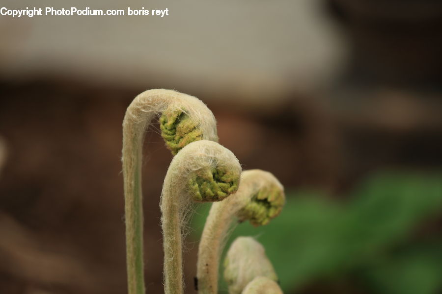 Fern, Plant, Invertebrate, Worm, Blossom, Flora, Flower