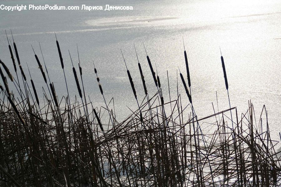 Grass, Plant, Reed, Field, Grassland, Water, Outdoors