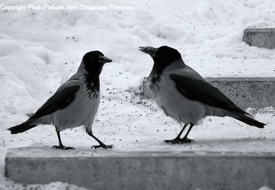Bird, Blackbird, Crow