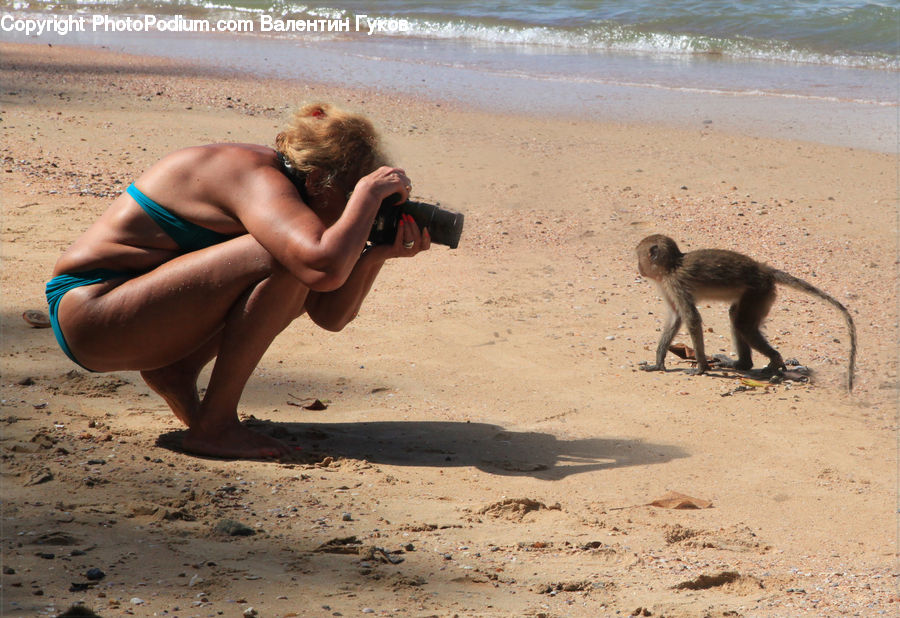 Animal, Baboon, Mammal, Monkey, People, Person, Human
