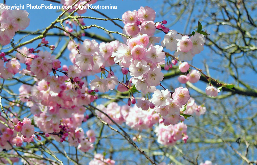 Blossom, Flora, Flower, Plant, Potted Plant, Cherry Blossom, Petal