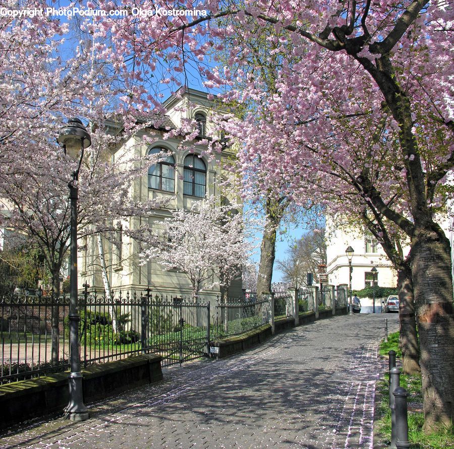 Blossom, Flora, Flower, Plant, Campus, Cherry Blossom, Cobblestone