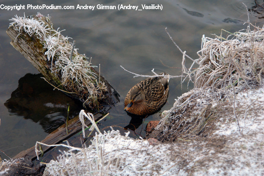 Frost, Ice, Outdoors, Snow, Bird, Quail, Duck