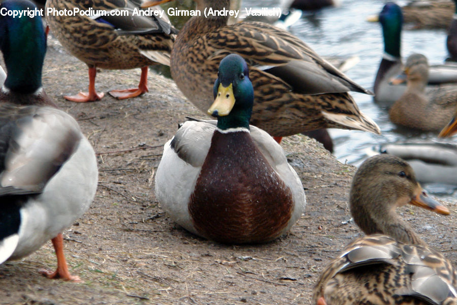 Bird, Duck, Mallard, Waterfowl, Teal, Goose, Animal