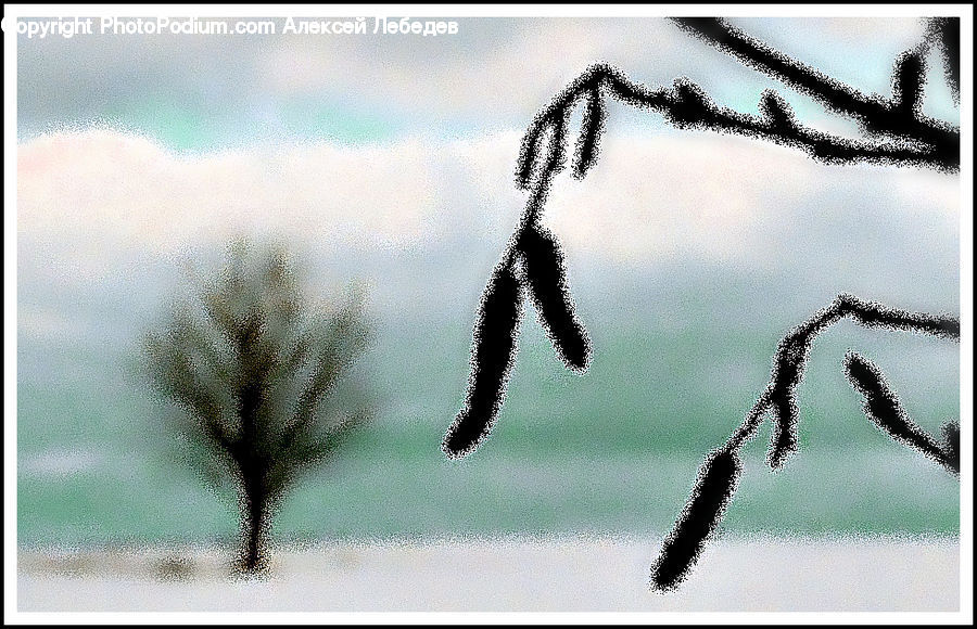 Conifer, Fir, Pine, Spruce, Wood, Silhouette, Fern
