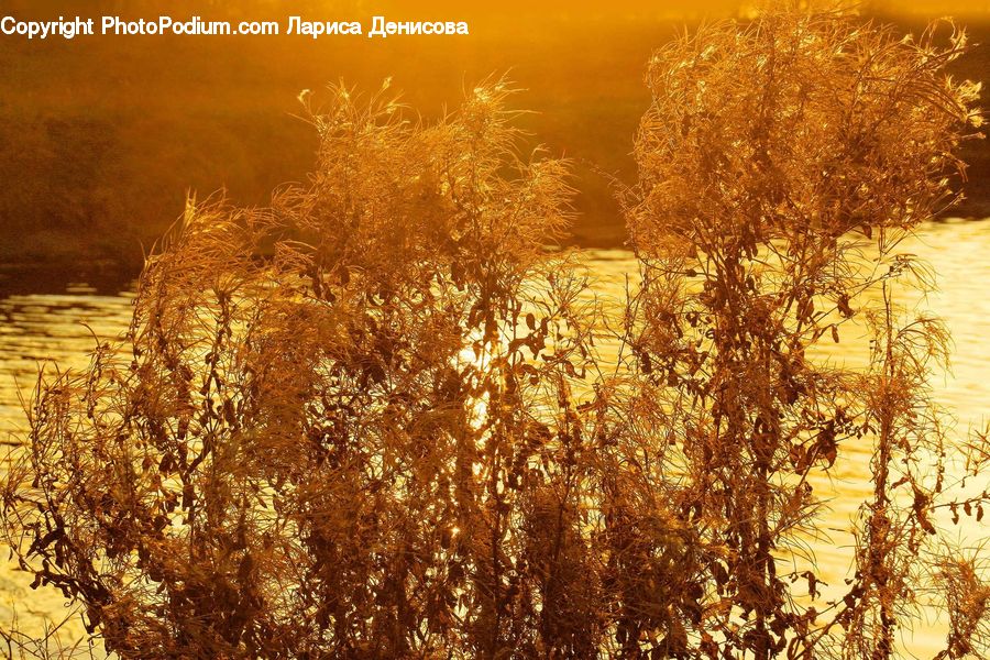 Grass, Plant, Reed, Field, Grassland, Tree, Art