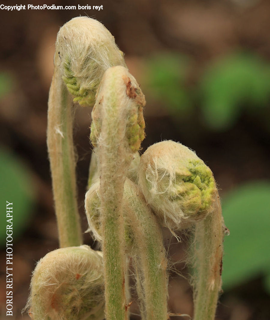 Bud, Plant, Fern, Blossom, Flora, Flower, Grass