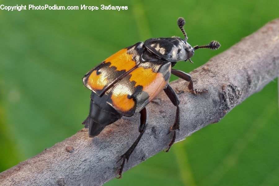 Bee, Hornet, Insect, Invertebrate, Wasp, Butterfly, Andrena
