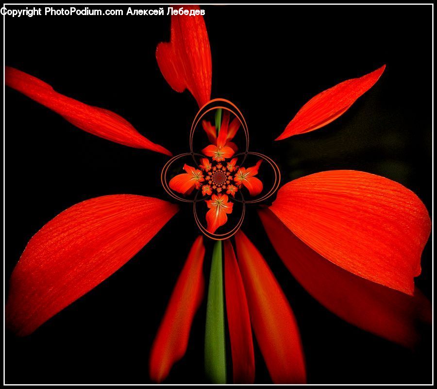 Blossom, Dahlia, Flora, Flower, Plant, Lily, Flower Arrangement