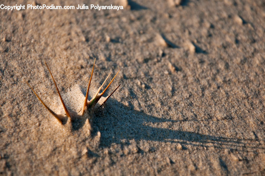 Crawling, Cricket Insect, Grasshopper, Insect, Animal, Gazelle, Impala