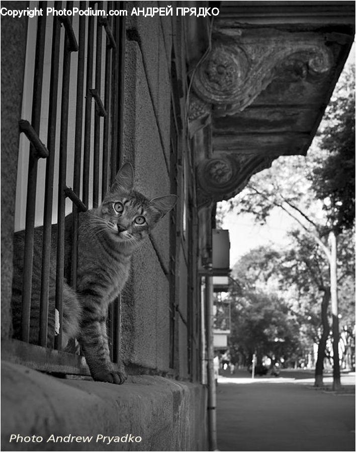 Animal, Cat, Egyptian Cat, Mammal, Pet, Boardwalk, Path