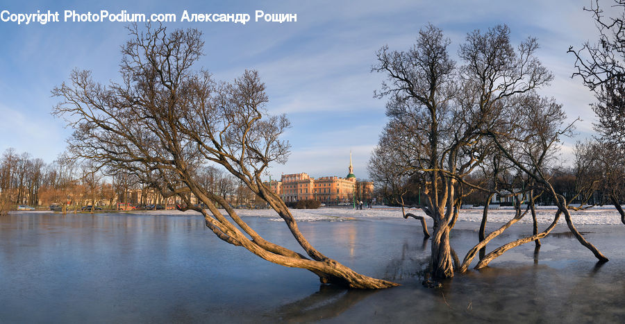 Flood, Birch, Tree, Wood, Landscape, Nature, Scenery