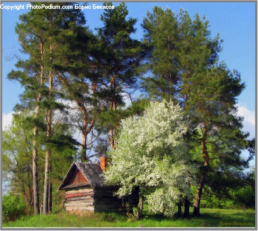Conifer, Fir, Plant, Tree, Building, Cottage, Housing