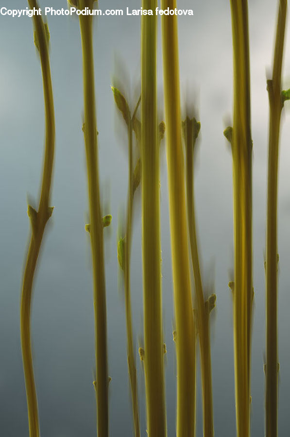 Grass, Plant, Reed, Field, Grassland, Blossom, Flora