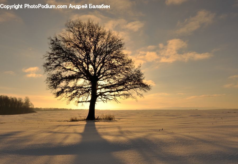 Plant, Tree, Desert, Outdoors, Beach, Coast, Sea