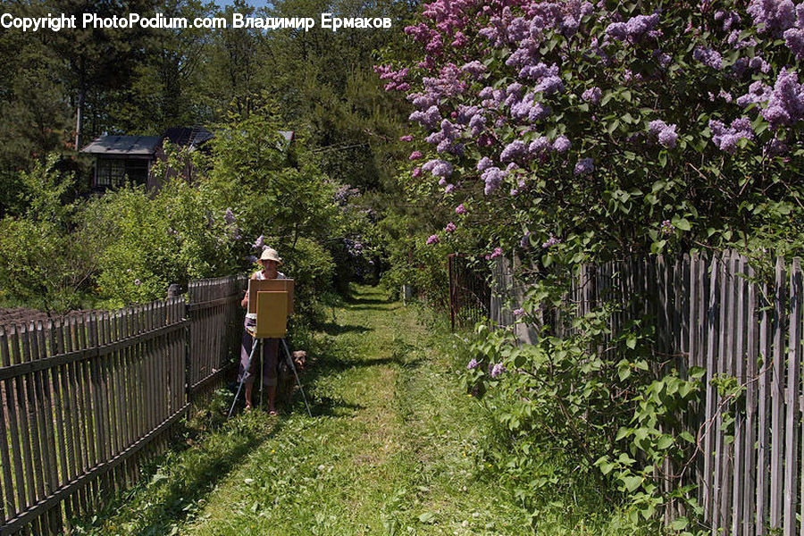 Blossom, Flower, Lilac, Plant, Bush, Vegetation, Flora