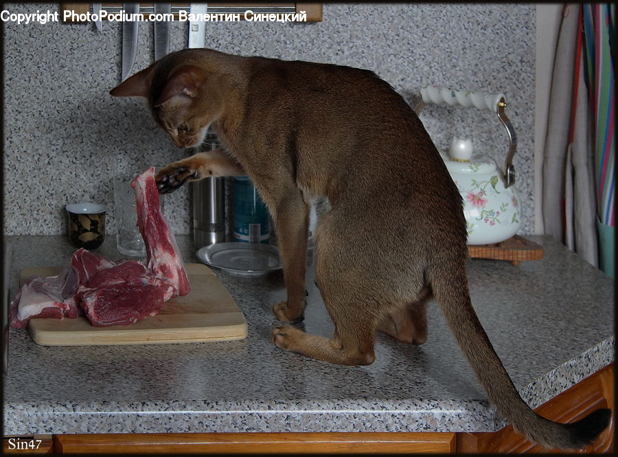 People, Person, Human, Animal, Cougar, Lion, Puma