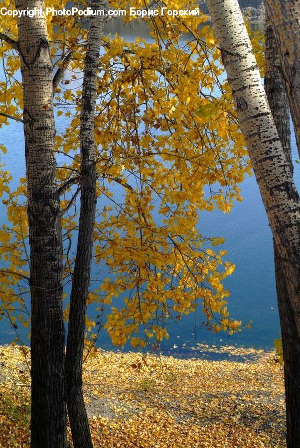 Birch, Tree, Wood, Oak, Plant, Forest, Vegetation