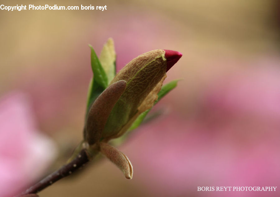 Bud, Plant, Leaf, Moss, Conifer, Tree, Wood