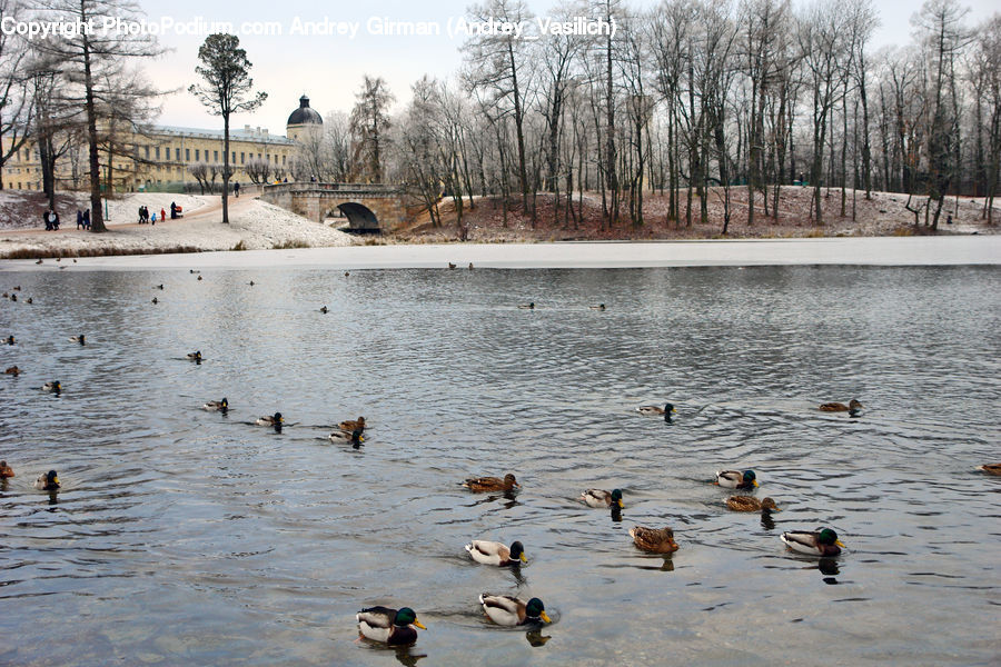 Bird, Goose, Waterfowl, Land, Marsh, Pond, Swamp