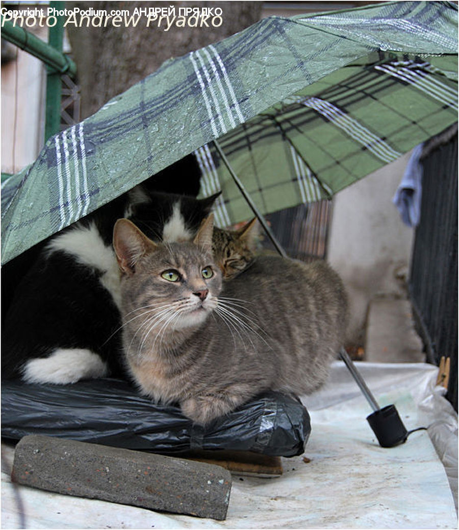 Animal, Cat, Mammal, Pet, Adorable, Abyssinian, Manx